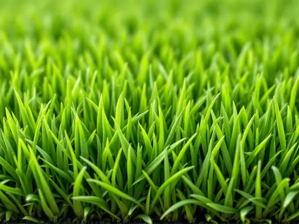 Turf close-up
